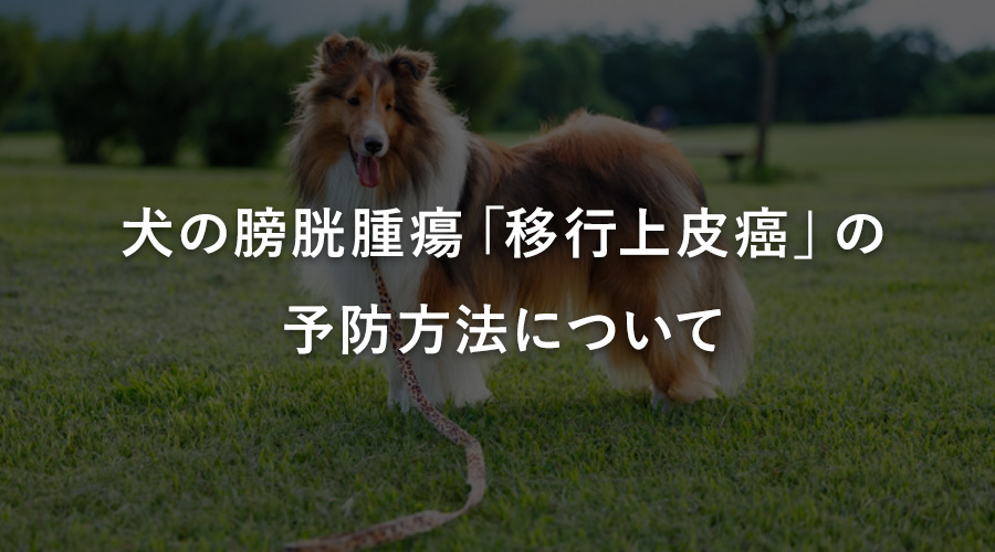 犬の膀胱腫瘍「移行上皮癌」の予防方法について