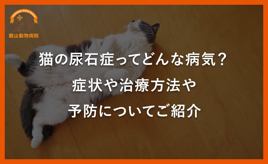 猫の尿石症ってどんな病気?症状や治療方法や予防についてご紹介