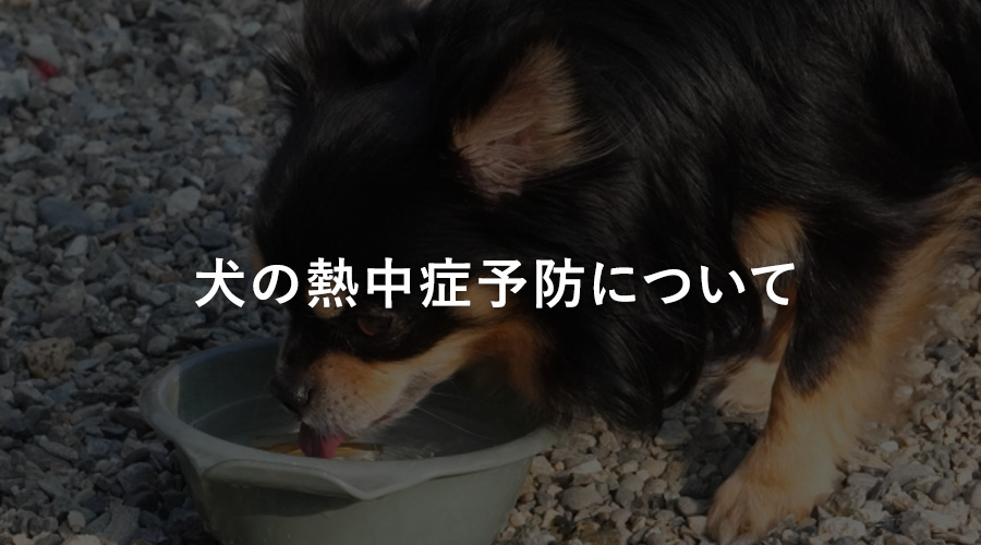 犬の熱中症予防について