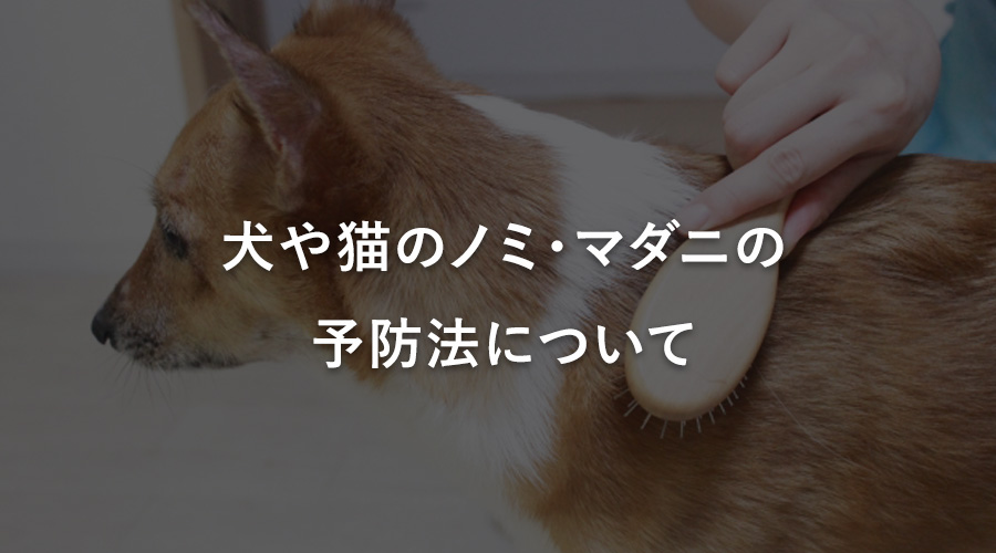 犬や猫のノミ・マダニの予防法について