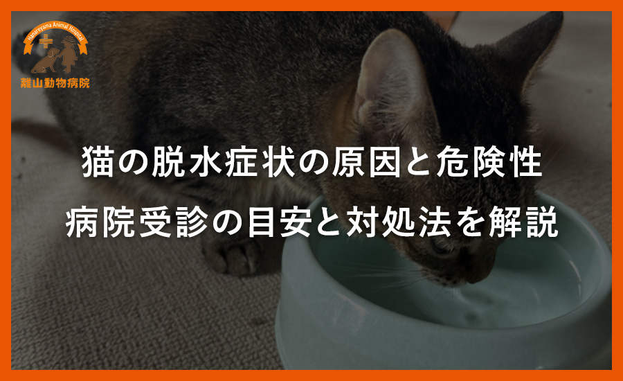 猫の脱水症状の原因と危険性。病院受診の目安と対処法を解説