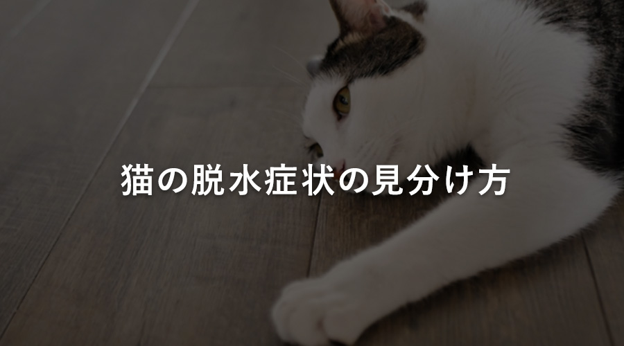 猫の脱水症状の見分け方