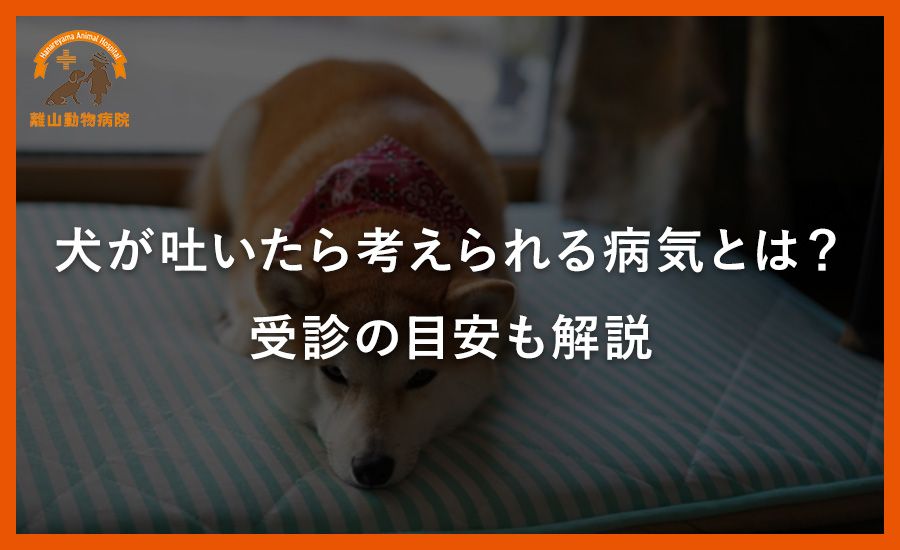 犬が吐いたら考えられる病気とは?受診の目安も解説