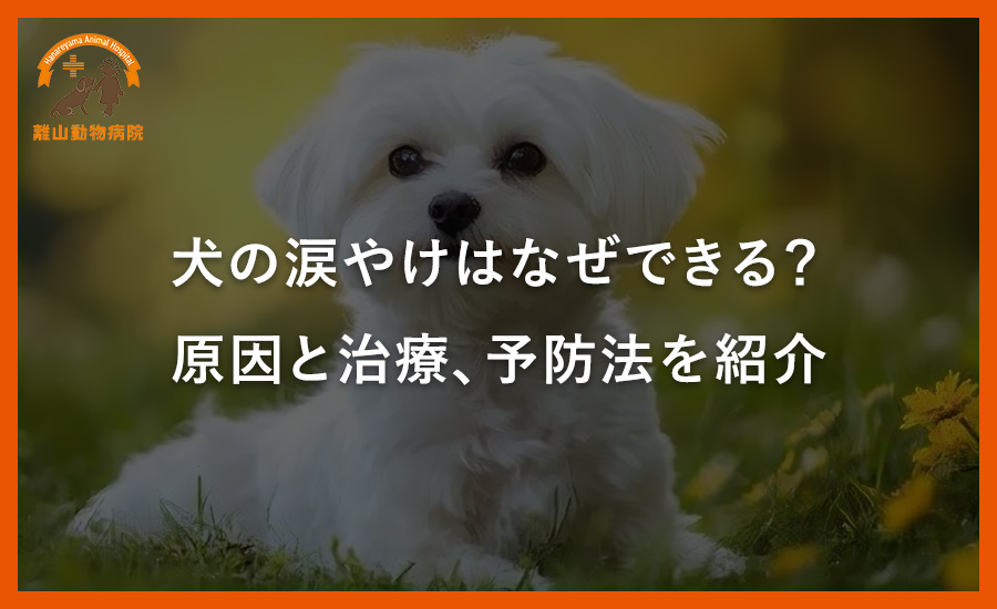犬の涙やけはなぜできる？原因と治療、予防法を紹介