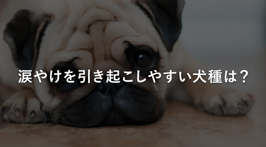 涙やけを引き起こしやすい犬種は？