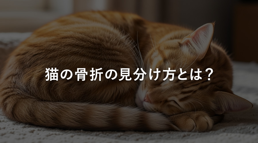 猫の骨折の見分け方とは？