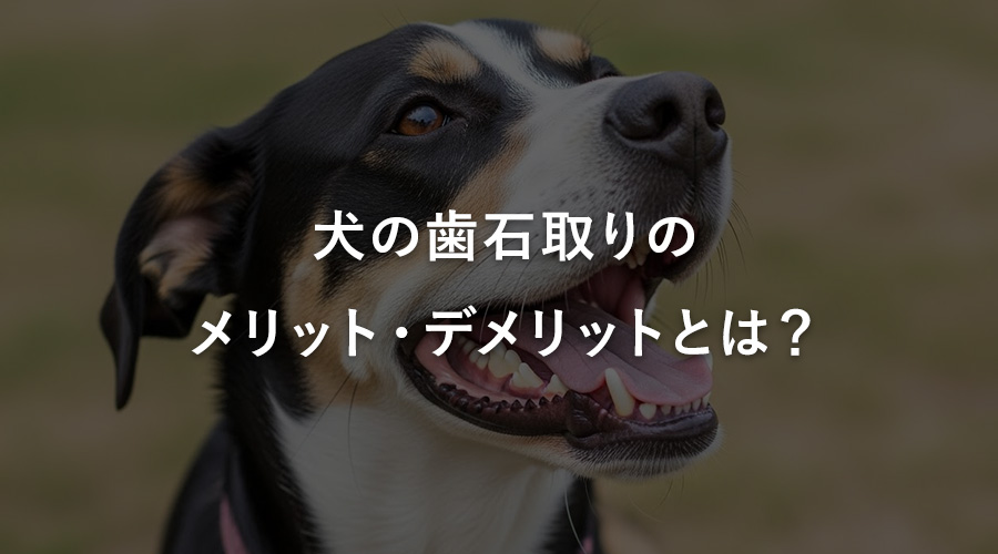 犬の歯石取りのメリット・デメリットとは?