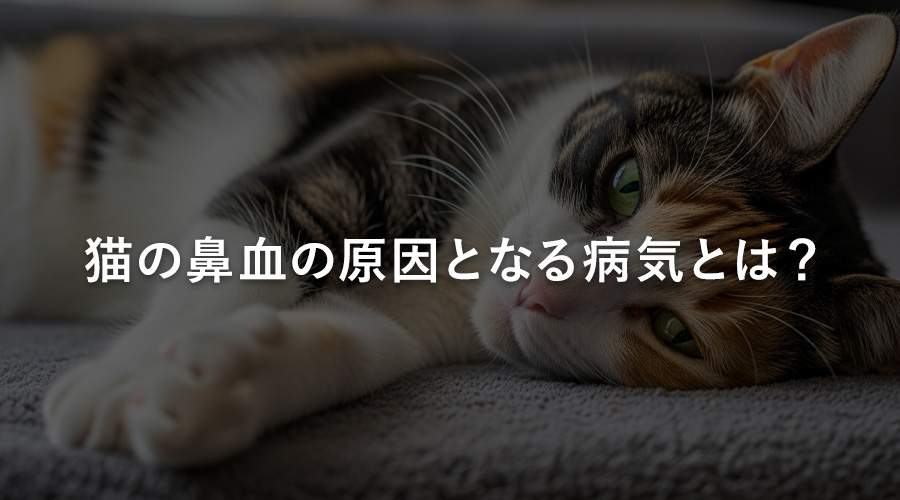 猫の鼻血の原因となる病気とは?