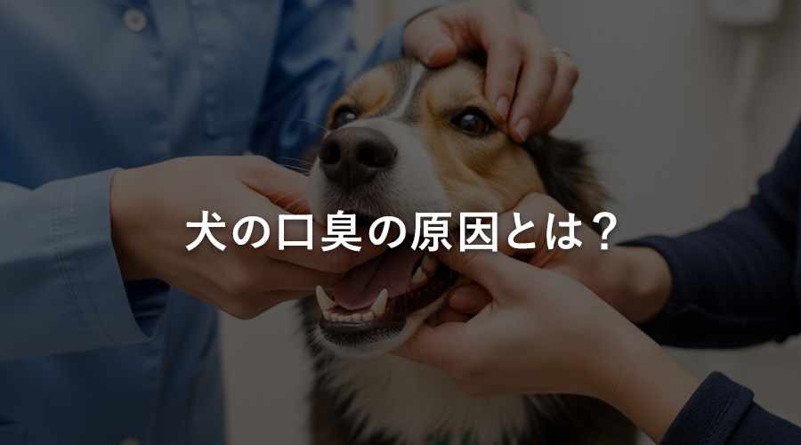 犬の口臭の原因とは?