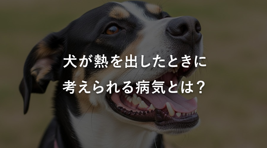 犬が熱を出したときに考えられる病気とは？