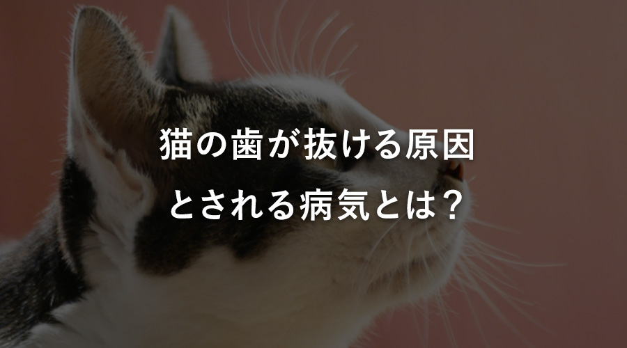 猫の歯が抜ける原因とされる病気とは?